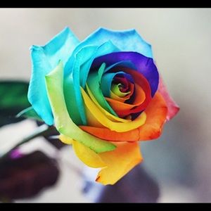 Meet your Posher, Yanet